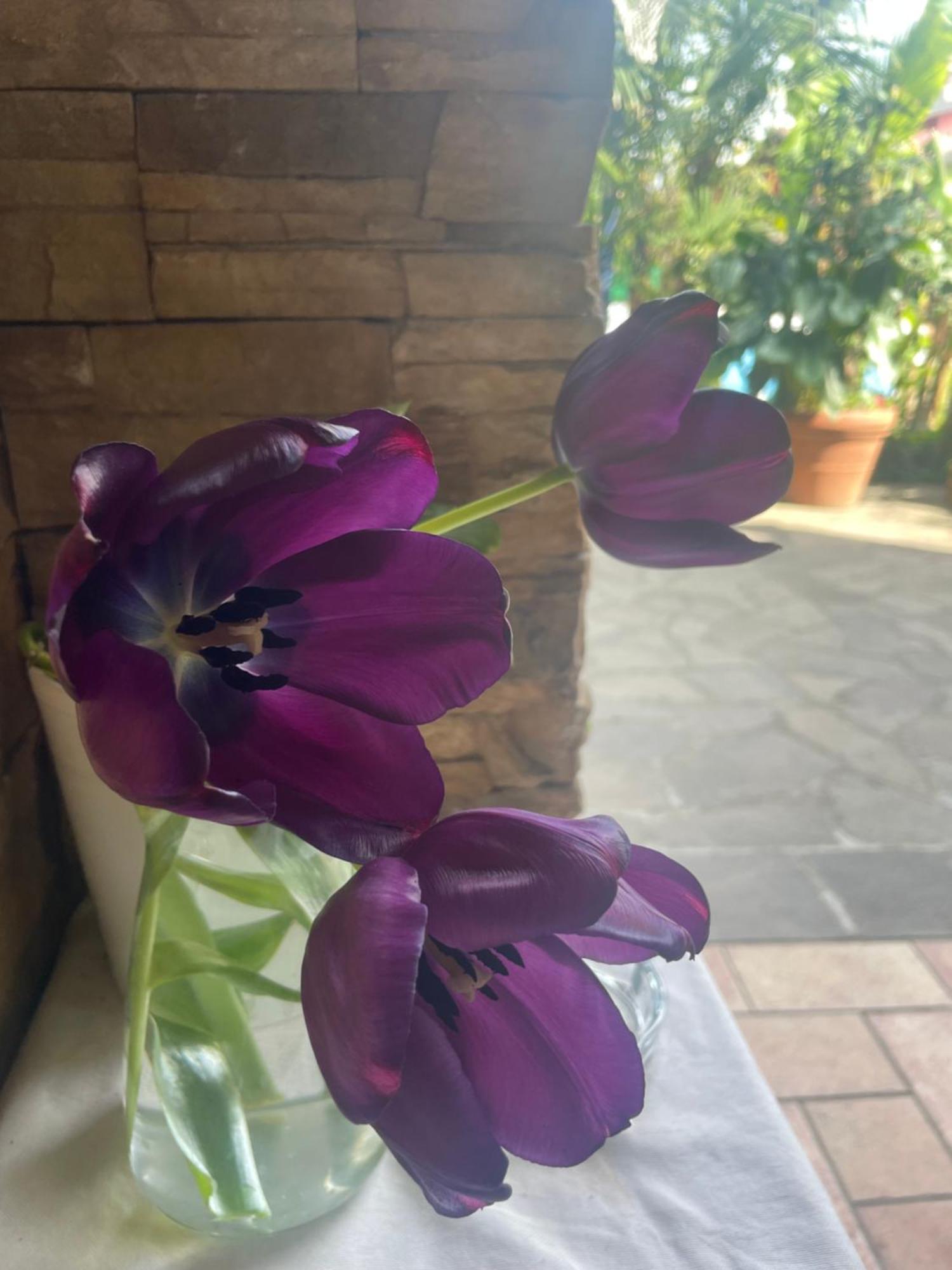 Il Giardino Di Emilia - Intero Appartamento In Villa Con Giardino Privato E Piscina Estiva Pontirolo Nuovo Eksteriør bilde