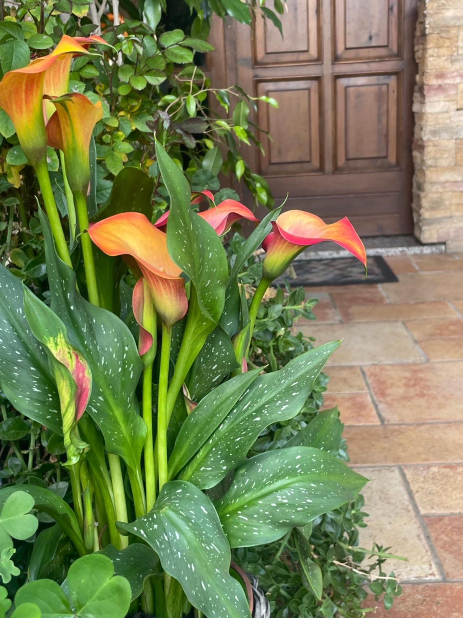 Il Giardino Di Emilia - Intero Appartamento In Villa Con Giardino Privato E Piscina Estiva Pontirolo Nuovo Eksteriør bilde
