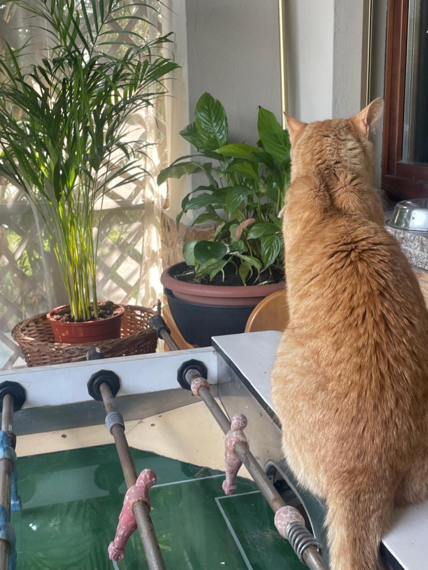 Il Giardino Di Emilia - Intero Appartamento In Villa Con Giardino Privato E Piscina Estiva Pontirolo Nuovo Eksteriør bilde