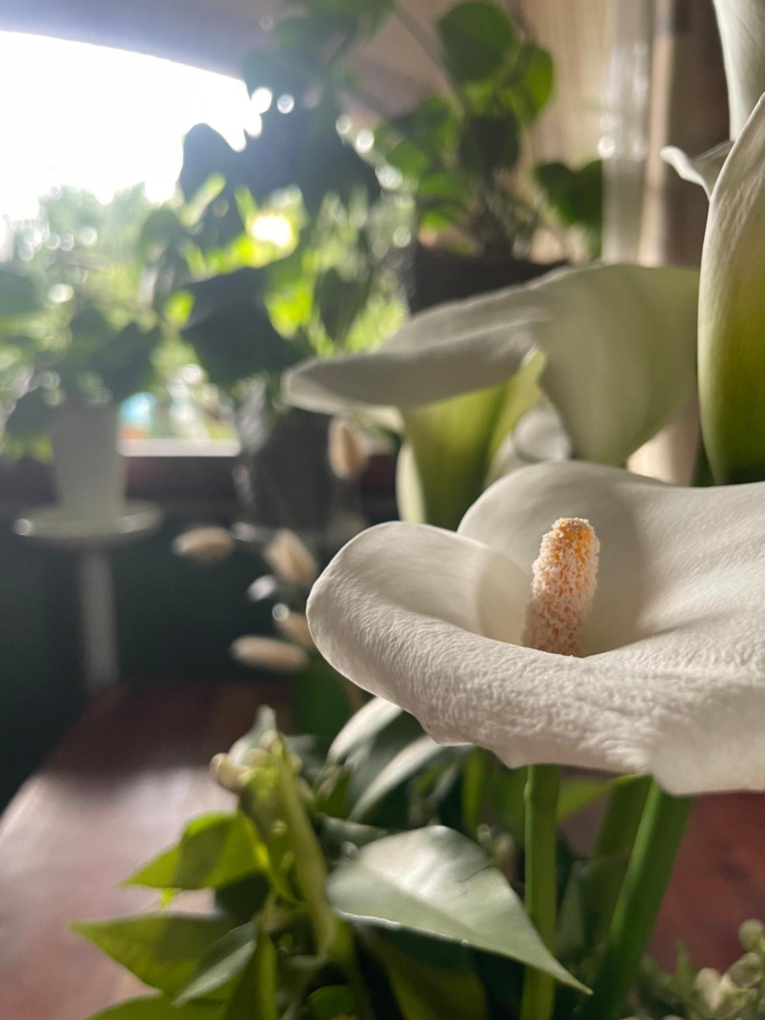 Il Giardino Di Emilia - Intero Appartamento In Villa Con Giardino Privato E Piscina Estiva Pontirolo Nuovo Eksteriør bilde